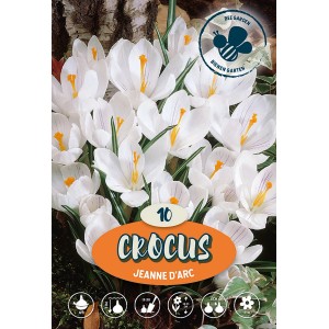 Confezione di Crocus "Jeanne d'Arc" con fiori bianchi e stami gialli.