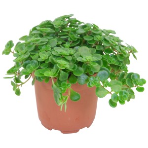 Sedum Makinoii in vaso, pianta d'appartamento verde con piccole foglie rotonde.