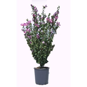 Altea (Ibisco) in vaso con delicati fiori rosa. Ideale per giardino e terrazza.