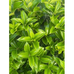 Primo piano delle foglie verdi di una pianta da siepe t.b.t.