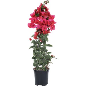 Bougainvillea fiorita in vaso, un'attraente pianta ornamentale rampicante.
