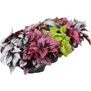 Diverse begonie rex Beleaf GROW by OBI in vaso da 12 cm con diversi colori delle foglie.