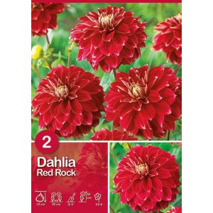 Dalia Red Rock, fiore rosso e bianco, ideale per aiuole e bordure.