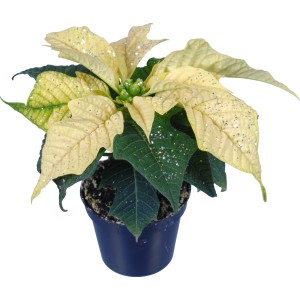 Mini stella di Natale bianca con glitter argentati in vaso (Ø 6cm).