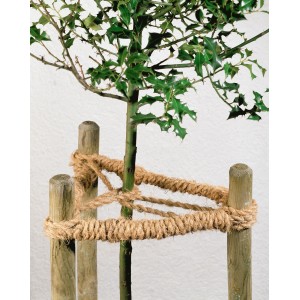 Albero fissato a pali di legno con spago naturale. Filo di cocco per legare in giardino.