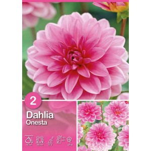 Confezione di Dahlia Onesta Rosa con fiori rosa.