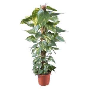 Pothos 'Aureum' su bastone di muschio in vaso, pianta rampicante con foglie variegate gialle.