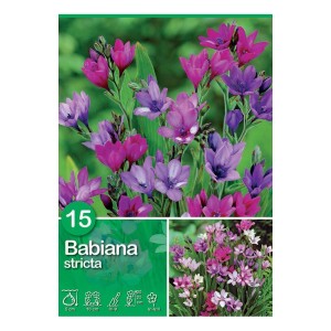 Bulbi da fiore Babiana Stricata Mix con fiori viola e rosa.