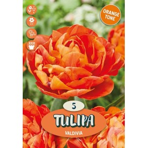Bulbi tulipano Doppio Early Valdivia Arancione