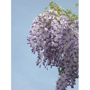 Glicine in fiore con fiori viola chiaro su sfondo di cielo blu.