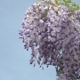 Glicine in fiore con fiori viola chiaro su sfondo di cielo blu.