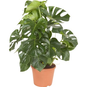 Monstera Deliciosa verde in vaso, ca. 30 cm di diametro. Pianta d'appartamento popolare con foglie distintive.