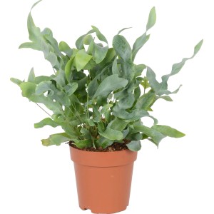 Mix di felci in vaso (circa 12 cm Ø), una pianta verde decorativa per luoghi ombreggiati.