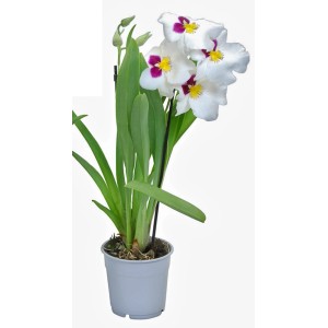 Orchidea Miltonia con fiori bianchi e accenti viola in vaso.