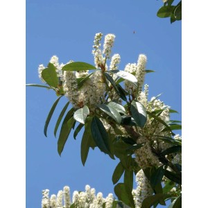 Lauroceraso Caucasica in fiore con fiori bianchi su cielo blu.