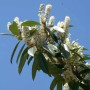 Lauroceraso Caucasica in fiore con fiori bianchi su cielo blu.