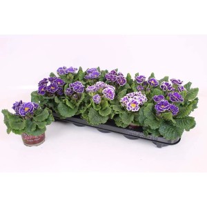 Primula t.b.t. con fiori bordati di viola e bianco in vassoio e vaso.