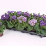 Primula t.b.t. con fiori bordati di viola e bianco in vassoio e vaso.