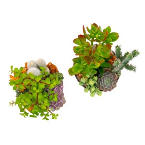 Due diverse composizioni di piante grasse in vaso, vari tipi.