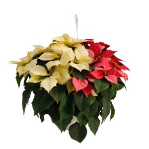 Stella di Natale t.b.t. multicolore (rosso, crema) pensile in vaso.