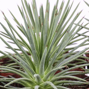 Agave stricta nana piante grasse vaso Ø 14 cm