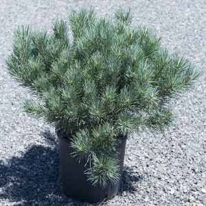 Pino nano compatto blu-verde in vaso. Ideale per giardino e terrazza.