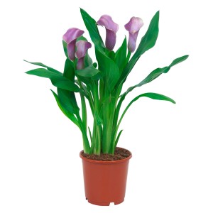 Calla rosa in vaso, ca. 12 cm. Pianta fiorita elegante e decorativa per la tua casa.