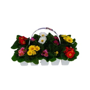 Primule colorate (t.b.t.) in vaso bianco, vari colori.