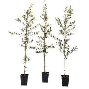 Tre giovani alberi di ulivo (t.b.t.) in vasi neri. Ideali per il tuo giardino.