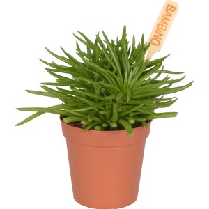 Mini pianta grassa in vaso (circa 6 cm Ø) con etichetta 'Bambino'.