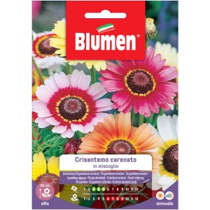 Semi per fiori: Mix di crisantemi colorati per aiuole fiorite.