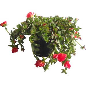 Pianta pensile con fiori rossi in vaso, adatta per balconi e terrazze.