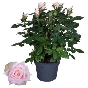 Delicata rosa Altre rosa pallido in vaso con fiori e boccioli.