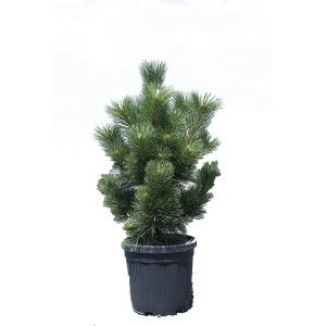 Piccolo pino verde (Pino) in vaso.