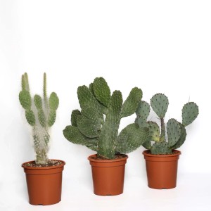 Opuntia Mix Cactus vaso Ø 17 cm