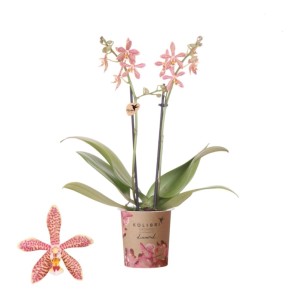 Orchidea Phalaenopsis 2 Rami Spider arancione vaso Ø9cm