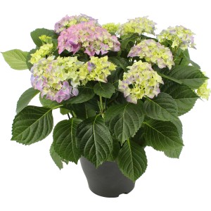 Ortensia da interno in vaso, alta circa 45-55 cm, con fiori rosa e gialli. Pianta decorativa.