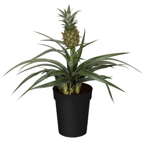 GROW by OBI Pianta di ananas 'Candido' in vaso nero, ca. 12 cm Ø.