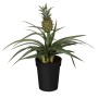 GROW by OBI Pianta di ananas 'Candido' in vaso nero, ca. 12 cm Ø.