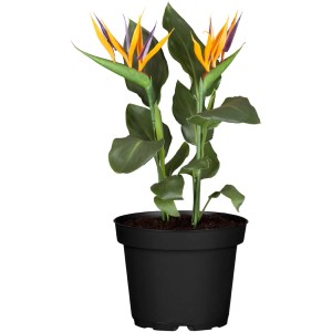 Strelitzia (t.b.t.) in vaso nero, una pianta da fiore esotica per interni.
