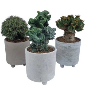 Tre diversi cactus/succulente in vaso, categoria: Piante grasse.