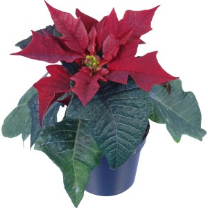 Mini stella di Natale con brattee rosse in vaso, ca. 6 cm di diametro.