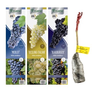 Diverse varietà di uva: Merlot, Riesling, Blauer Burgunder come giovane pianta in vaso.
