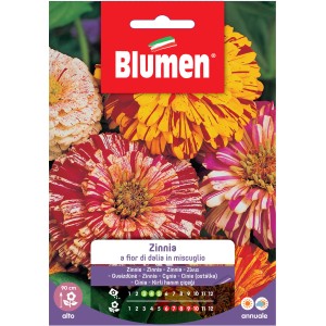 Semi di fiori Zinnia 'a fior di dalia in miscuglio'. Miscela di zinnie in vari colori.