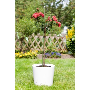 Rosa in vaso con tutore verde scuro (90 cm). Supporto per piante.