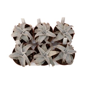 Dyckia marnierlapostollei piante grasse vaso Ø 14 cm