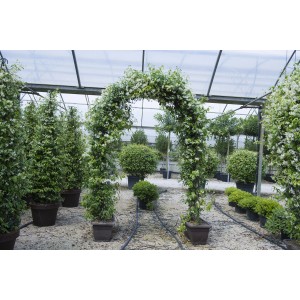 Pianta rampicante matura t.b.t. con fiori bianchi, supporto in vaso.