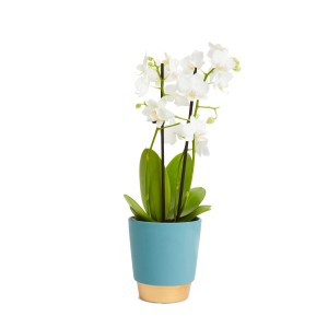 Orchidea bianca in vaso blu. Elegante pianta da interno per la tua casa.