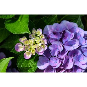 Primo piano di un'ortensia viola in fiore, una pianta fiorita.