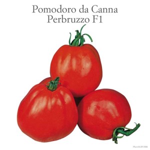 Pomodori rossi freschi Perbruzzo F1, un ingrediente delizioso per la tua cucina.